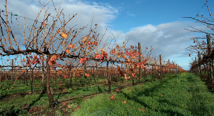 Slatecreek Vineyard